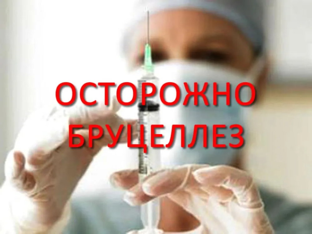 Профилактика бруцеллёза